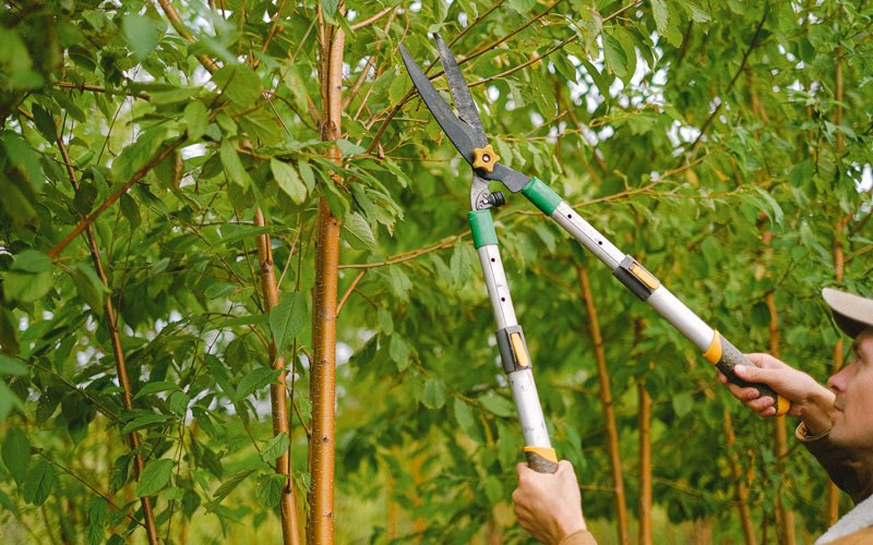 Tree trimming in Winterset, IA