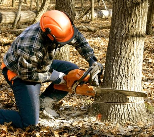 Tree Removal in Winterset, IA